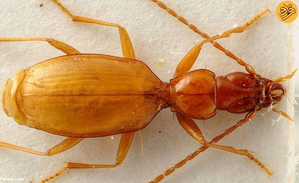 سوسک هیتلری