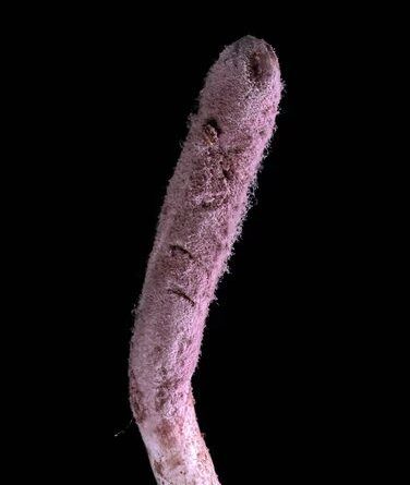 بنفش مرگبار، ترسناک‌ترین انگل جهان/ عکس