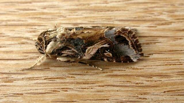 ویروس عجیبی که فقط جنس نر را می‌کشد!