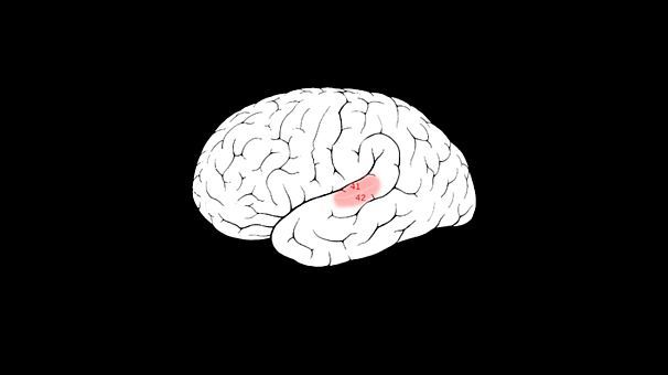 دانشمندان می گویند یادگیری موسیقی بر تغییر در ناحیه کورتکس شنوایی اولیه مغز تاثیر دارد