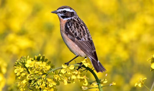 از اثبات ریاضیاتی جدید توسط دو دختر دانش آموز دبیرستانی تا امید به خوردن آسوده کیک با مصرف داروی ویگووی؛ ده رخداد از مهم‌ترین رخداد‌های علمی سال ۲۰۲۳
