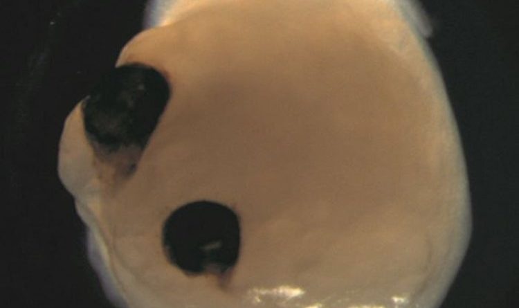 image_750x_6576b5b171c39