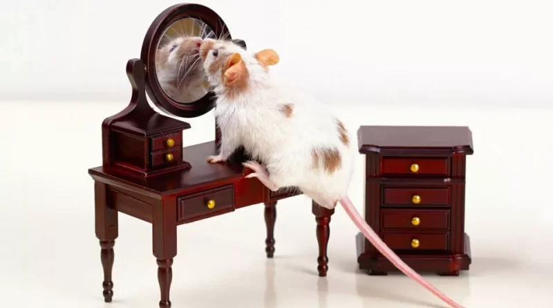 موش‌ها مقابل آینه متوجه تغییر در ظاهر خود می‌شوند