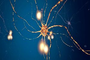 پیروی نورون‌های مغز از یک الگوی ریاضی متمایز