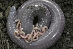 شناسایی یک جاندار دوزیست که به بچه‌هایش شیر می‌دهد