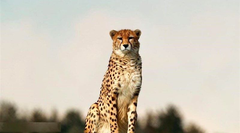 چه شد که یوزپلنگ‌ها سریع‌ترین حیوانات روی زمین شدند؟