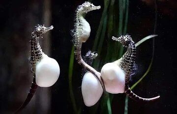 رژیم سالم مادران برای بارداری ۹ ماهه: ۵۰ هزار کالری غذایی_صبح سریع 3 بارداری-جانوران.jpg