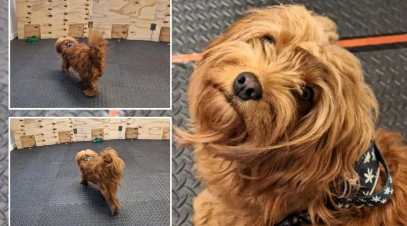 استرس و رفتار سگ