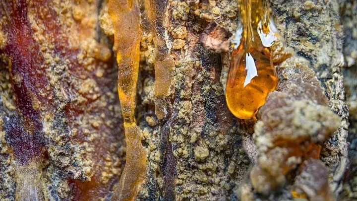 خواص صمغ درخت زردآلو 9 خاصیت