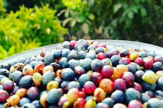 پسته کوهی 2