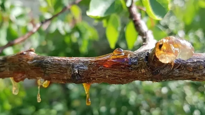 خواص صمغ درخت زردآلو 9 خاصیت1