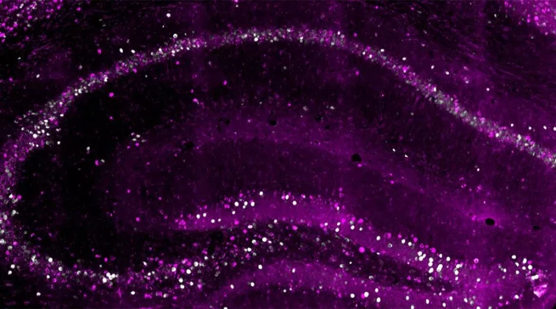 یک مقطع از هیپوکامپ موش: عصب‌های زودتر توسعه‌یافته (سرخابی) یک کپی بلندمدت از خاطره می‌سازند.