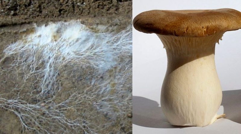 قارچ شاه‌صدف (در سمت راست) و میسیلیوم‌های یک قارچ (در سمت چپ)