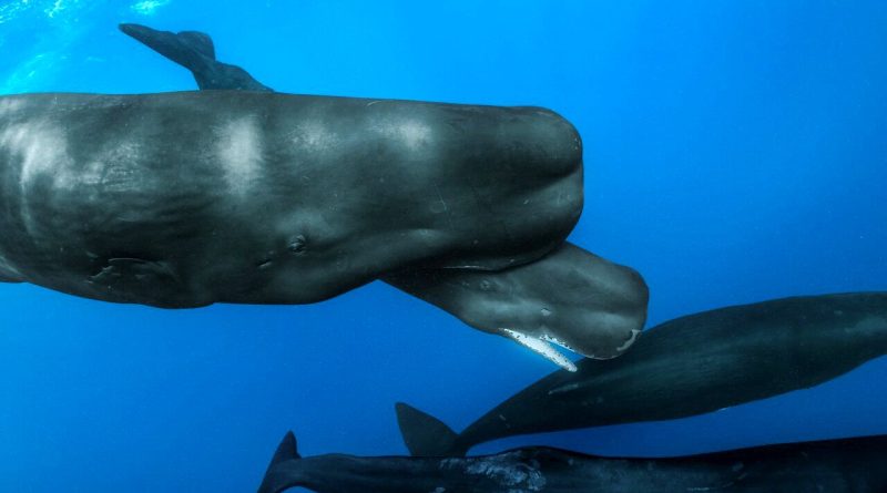 حرف زدن با حیوانات ممکن شد