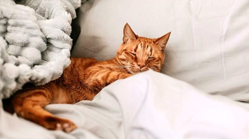 خوابیدن حیوان خانگی روی تخت تعداد باکتری‌ها و قارچ‌ها را افزایش می‌دهد