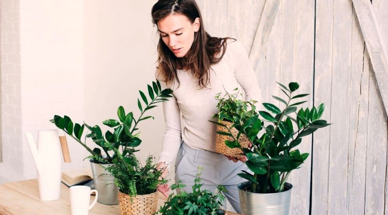 در زمستان اینگونه از گیاهان خانگیتان مراقبت کنید/ ترجمه