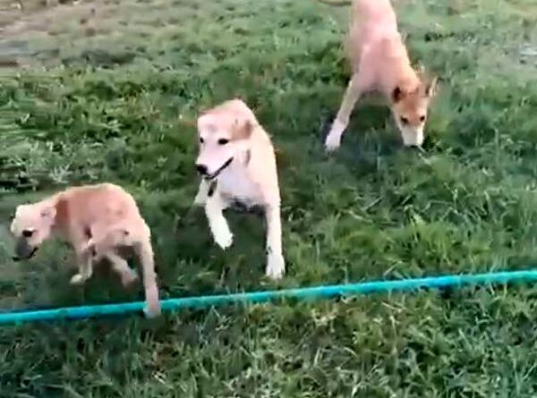 سگ‌های ولگرد در تمرین استقلال خوزستان