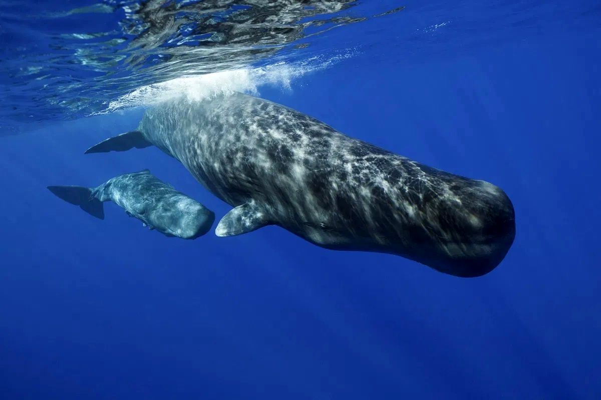 چهار کشف مهم سال ۲۰۲۴ که تنها به لطف هوش مصنوعی ممکن شدند_صبح سریع 4 چهار کشف مهم سال ۲۰۲۴ که تنها به لطف هوش مصنوعی ممکن شدند/ ترجمه