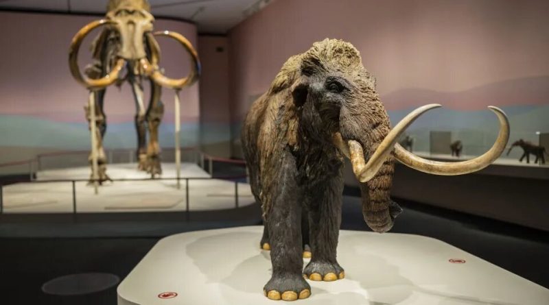 کلید تولد دوباره ماموت‌ها در دست فیل‌ها!