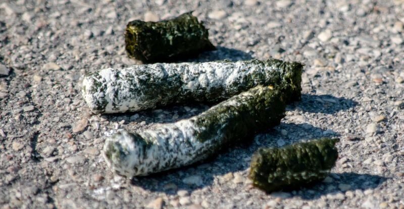 درمان سرطان با مدفوع غاز