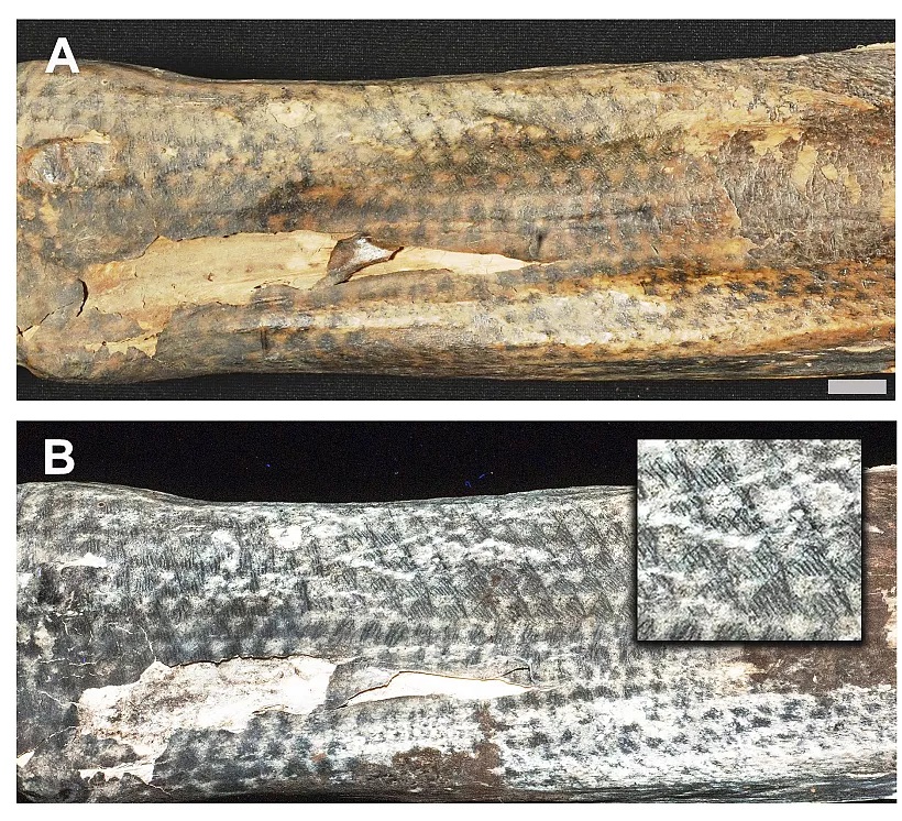 کشف الگوی ماهرانه خالکوبی مومیایی ۸۰۰ ساله پرو را که با تتوهای امروزی رقابت میکند/ تصاویر_صبح سریع 4 171619544