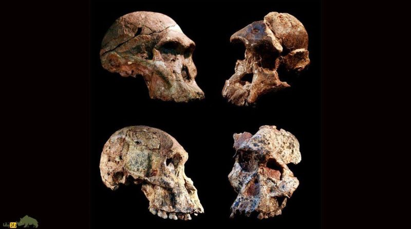 کلید پیوند انسان و نئاندرتال/ گروه‌ خونی انسان‌ اولیه کشف شد