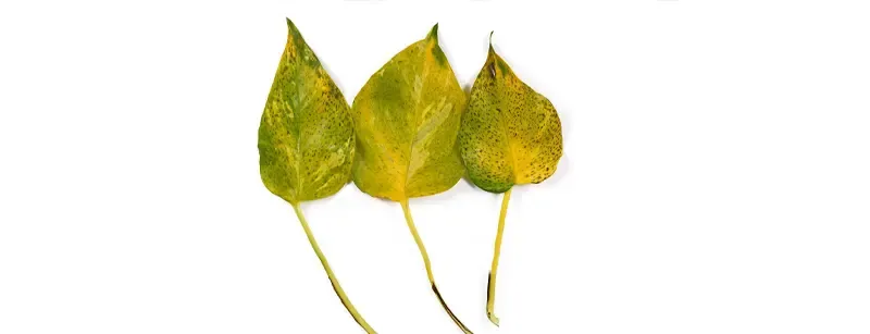 _D9_BE_D8_AA_D9_88_D8_B3