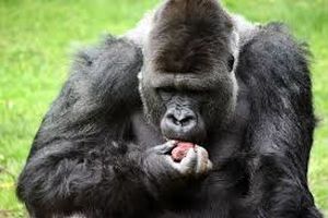 شامپانزه های وحشی میوه های حاوی الکل را با یکدیگر تقسیم می‌کنند