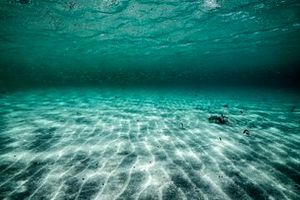 پس از ۷ هزار سال، دوباره زنده شد/ موجودی که قرن‌ها خفته بود