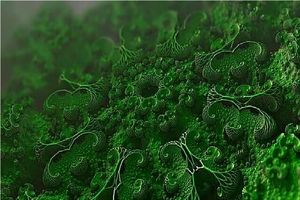 کشف باکتری دریایی جدیدی که هیدروژن انبوه تولید می‌کند