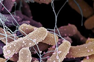 کشف سرنخ‌هایی از بقا در میکروب‌های سرسخت اتاق‌های تمیز ناسا