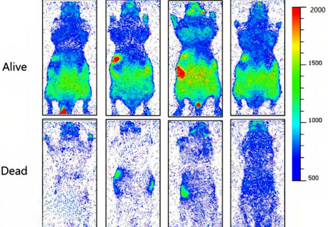 بدن انسان واقعاً می‌درخشد؟ /نوری مرموز که با مرگ خاموش می‌شود