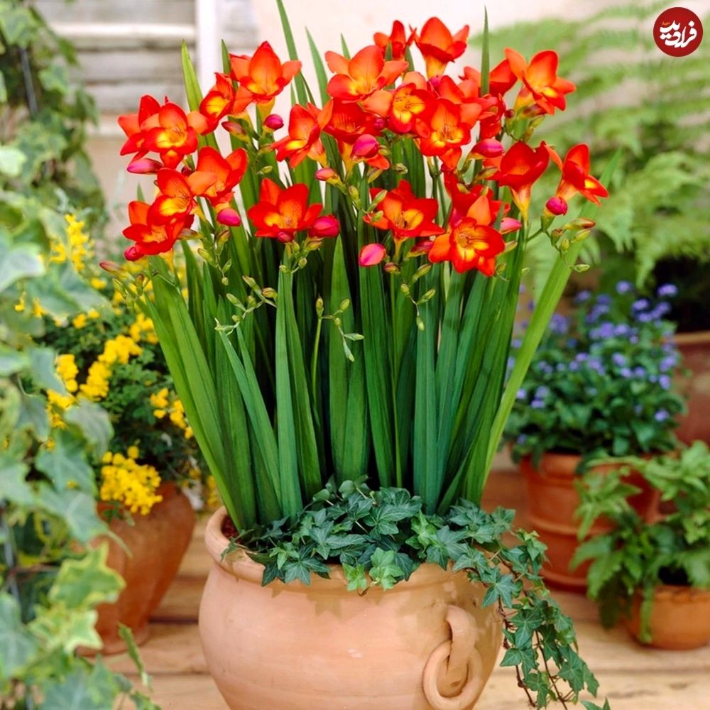 گیاه خوشبو برای کاشتن در ورودی خانه