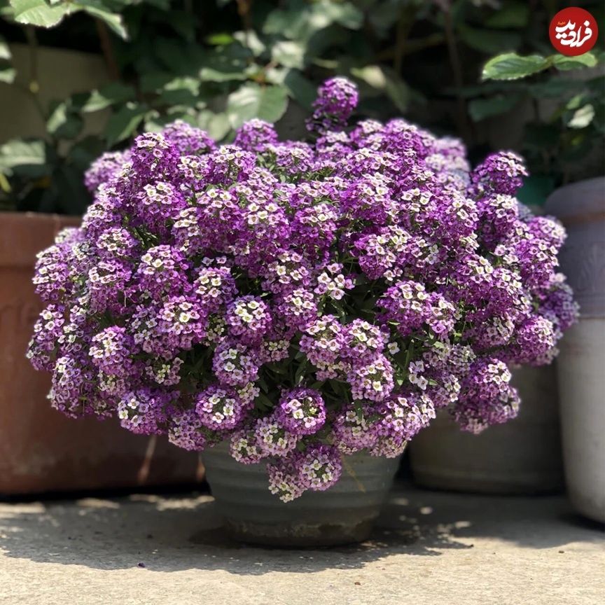 گیاه خوشبو برای کاشتن در ورودی خانه