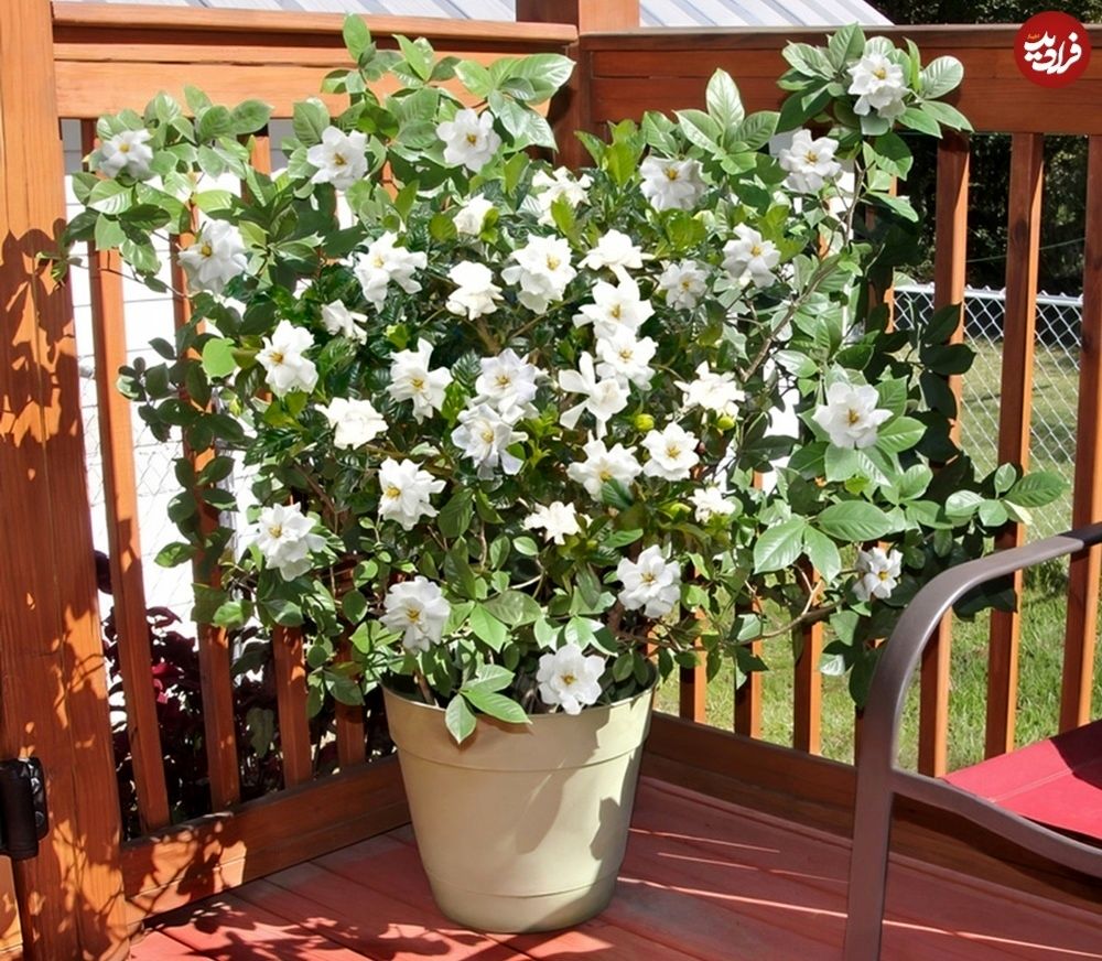 گیاه خوشبو برای کاشتن در ورودی خانه