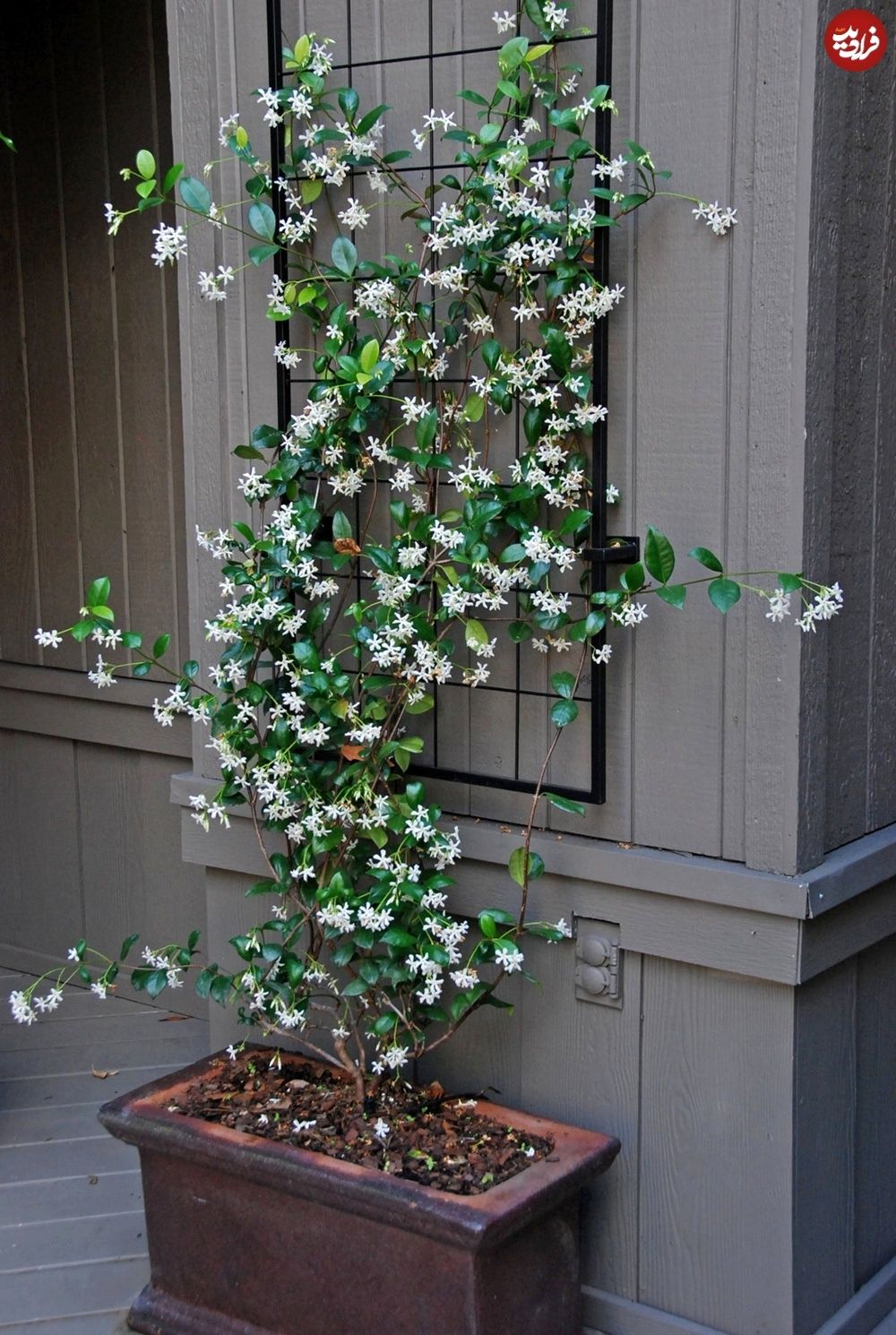 گیاه خوشبو برای کاشتن در ورودی خانه