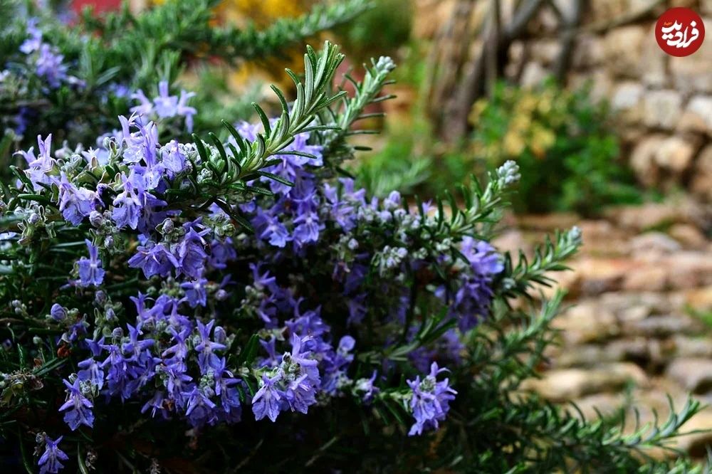 گیاه خوشبو برای کاشتن در ورودی خانه
