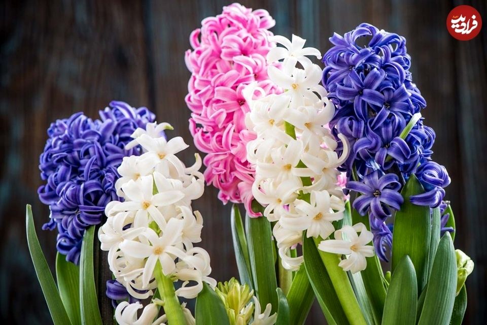 گیاه خوشبو برای کاشتن در ورودی خانه
