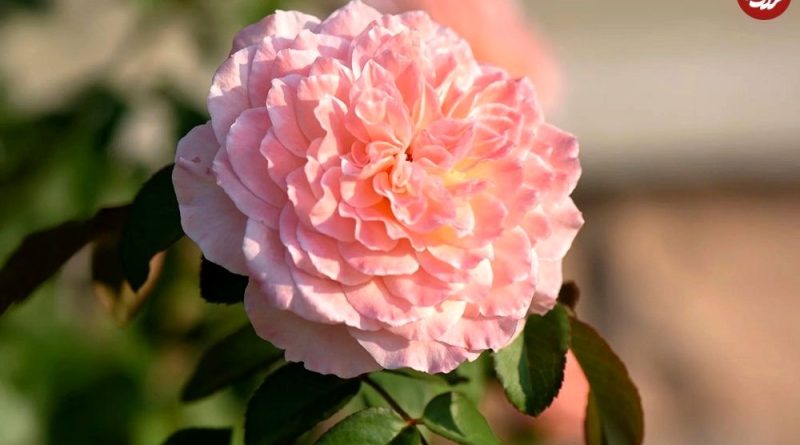 گیاه خوشبو برای کاشتن در ورودی خانه