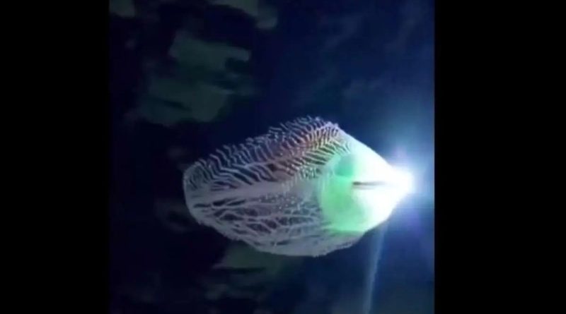 کشف موجودی درخشان و ناشناخته در اعماق دریا/ویدیو
