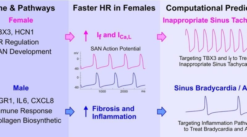 ضربان سریع‌تر در زنان و ریتم نامنظم‌تر قلب در مردان
