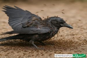 کلاغ‌ها وقتی احساس بیماری می‌کنند کجا می‌روند؟
