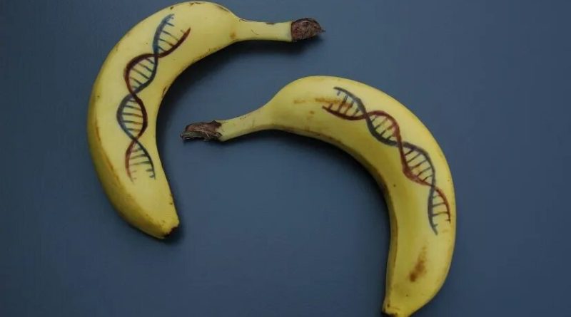 آیا ۶۰ درصد دی‌ان‌ای موز و انسان مشترک است؟