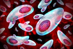 انگل مدفوع گربه می‌تواند باعث نابودی اسپرم و ناباروری مردان شود