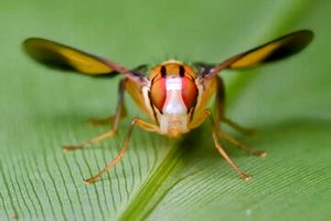 دانشمندان مگس را به کوکائین علاقه‌مند کردند