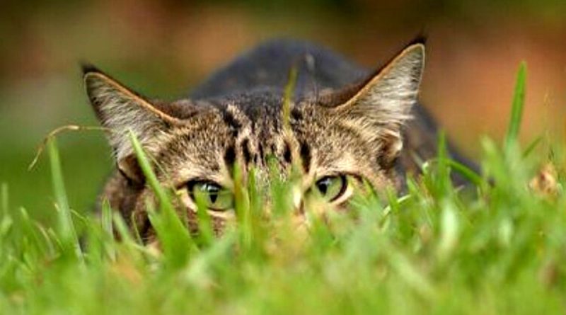 گربه در کمین مردان!