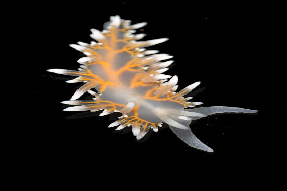 سرزمین عجایب اعماق دریا کشف شد