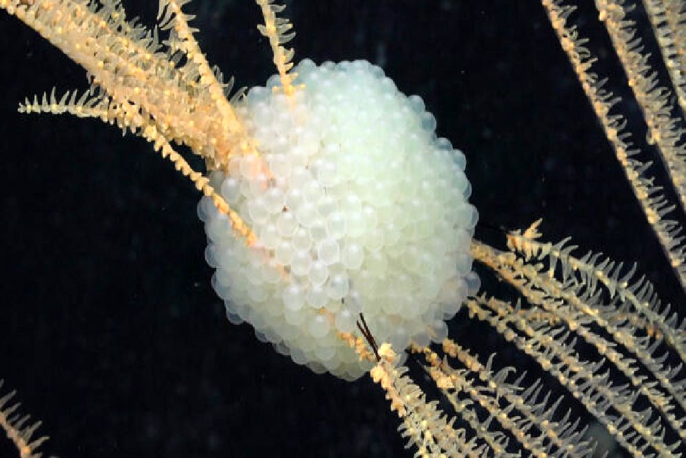 سرزمین عجایب اعماق دریا کشف شد