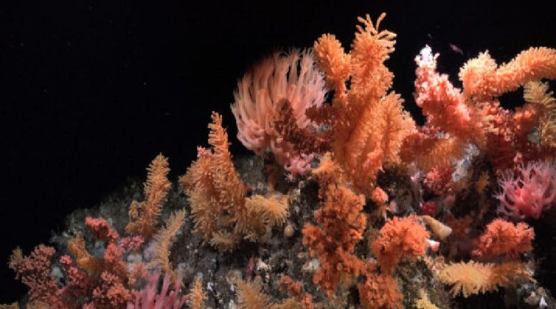 سرزمین عجایب اعماق دریا کشف شد