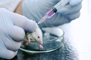 بازسازی بافت پیچیده گوش موش‌ها با فعال‌سازی یک کد ژنتیکی باستانی